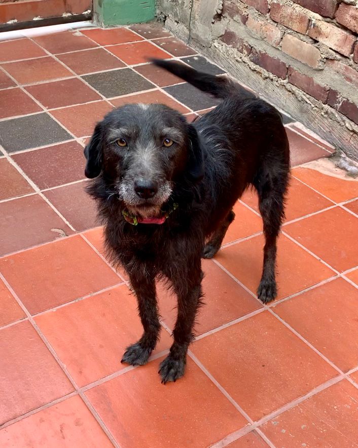 Barbas - Fundación Criollos de la Montaña